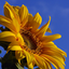 happy_sunflower
