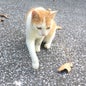 ぽる