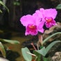 Orchid Fever Inc