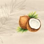 Coconut Seasons 椰林四季