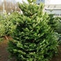 Cork Christmas Trees
